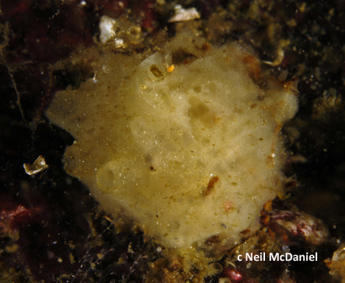 Photo of Haliclona mollis by <a href="http://www.seastarsofthepacificnorthwest.info/">Neil McDaniel</a>